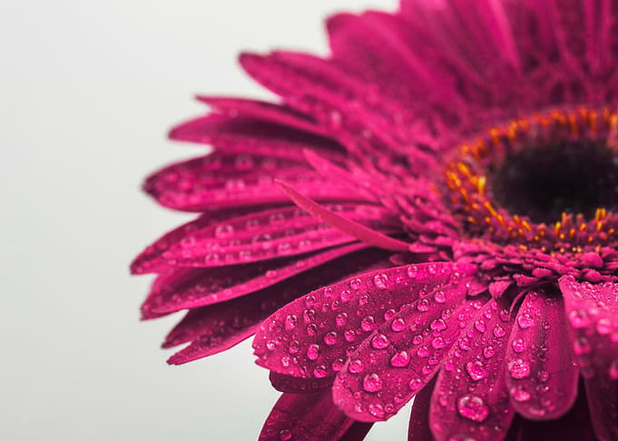 Dew-Covered Magenta Gerbera Daisy