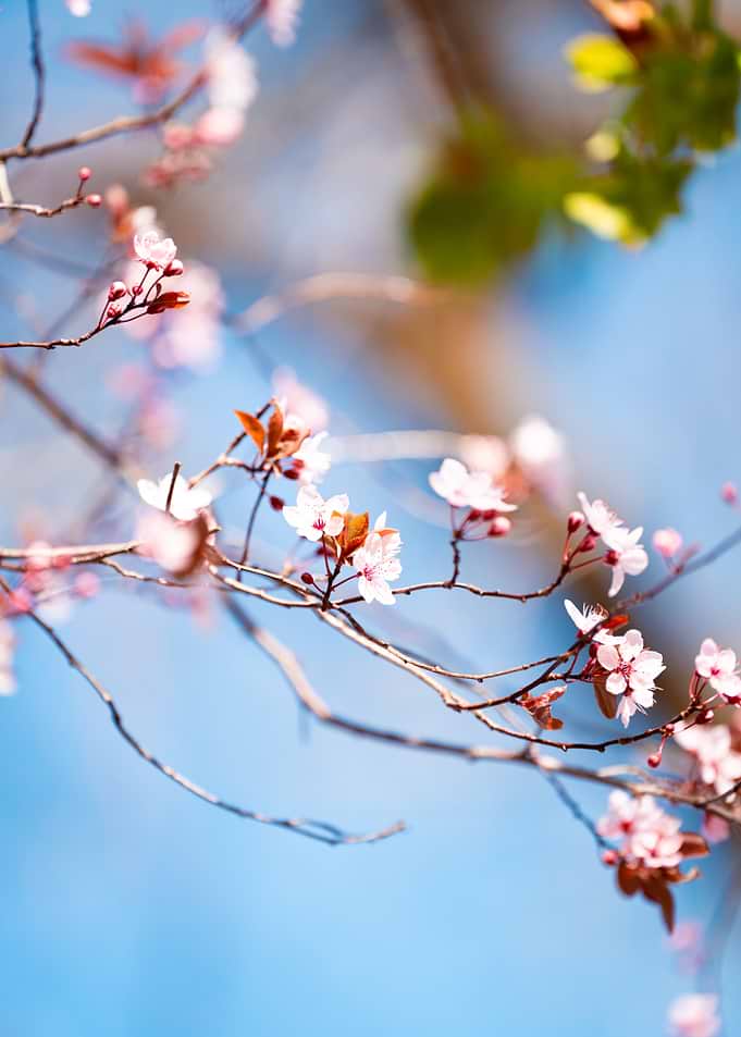 Delicate Pink Cherry Blossoms
