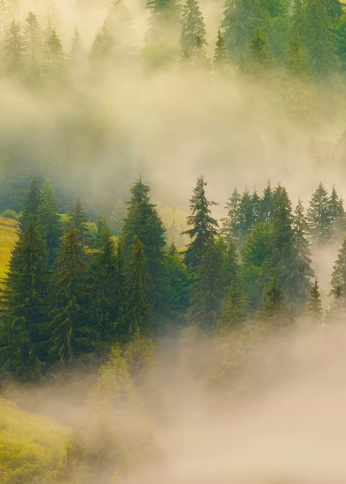 Misty Pine Forest Landscape
