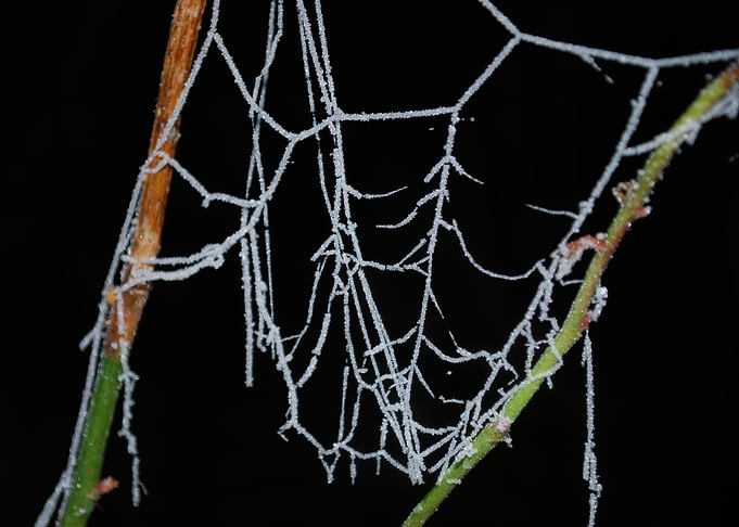 Frost-Covered Spider Web on Twigs