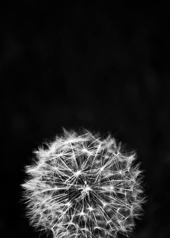 Black and White Dandelion Seed Head