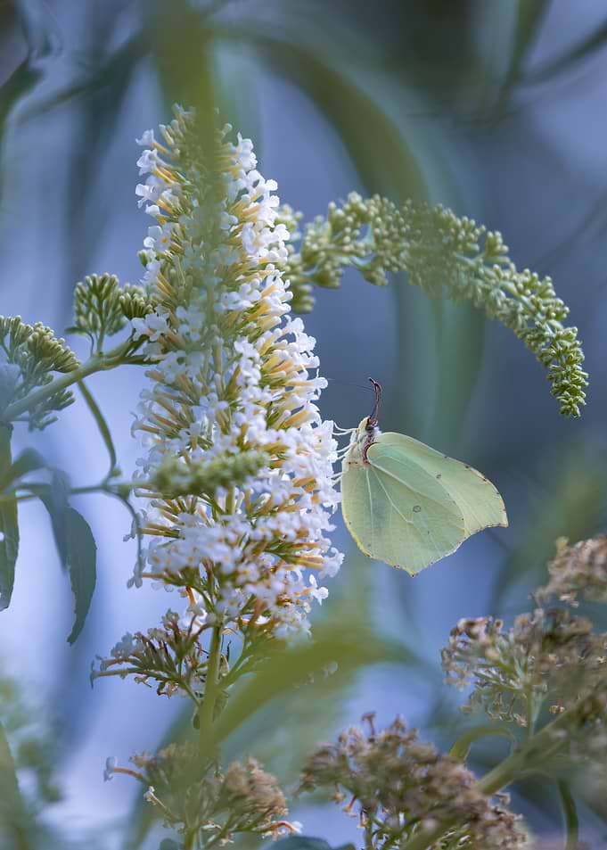 Brimstone Butterfly on White Buddleia
