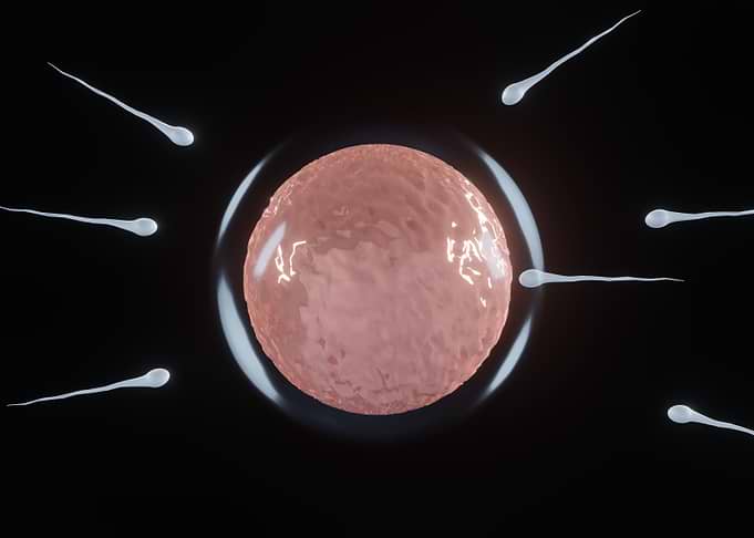 Fertilization