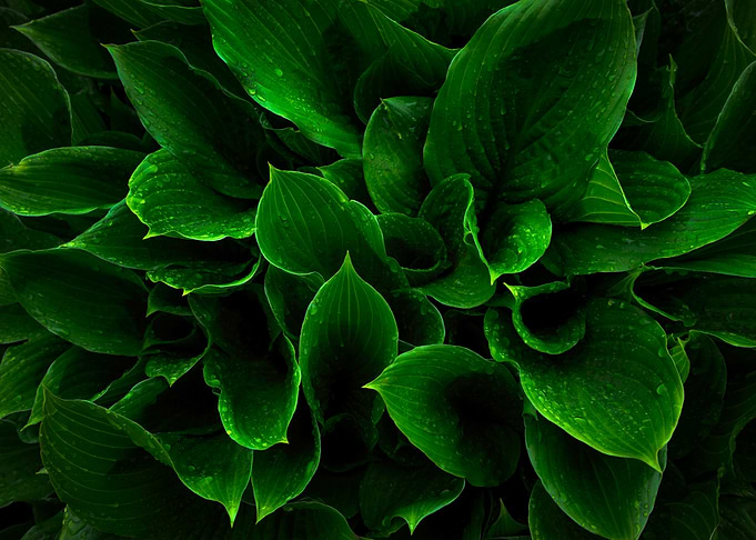 Lush Green Hosta Leaves
