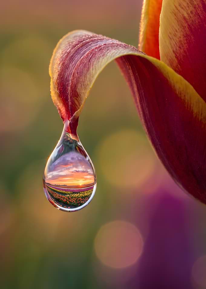 Tulip Petal With Sunset Reflection