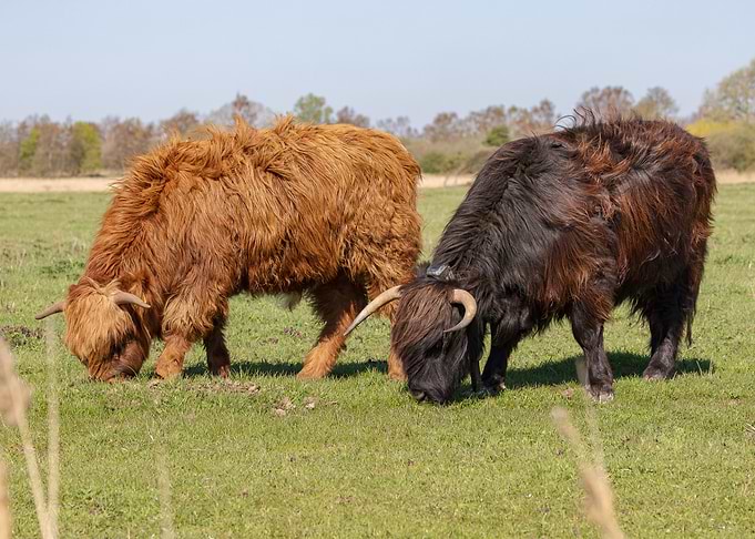 Two friends grazing together