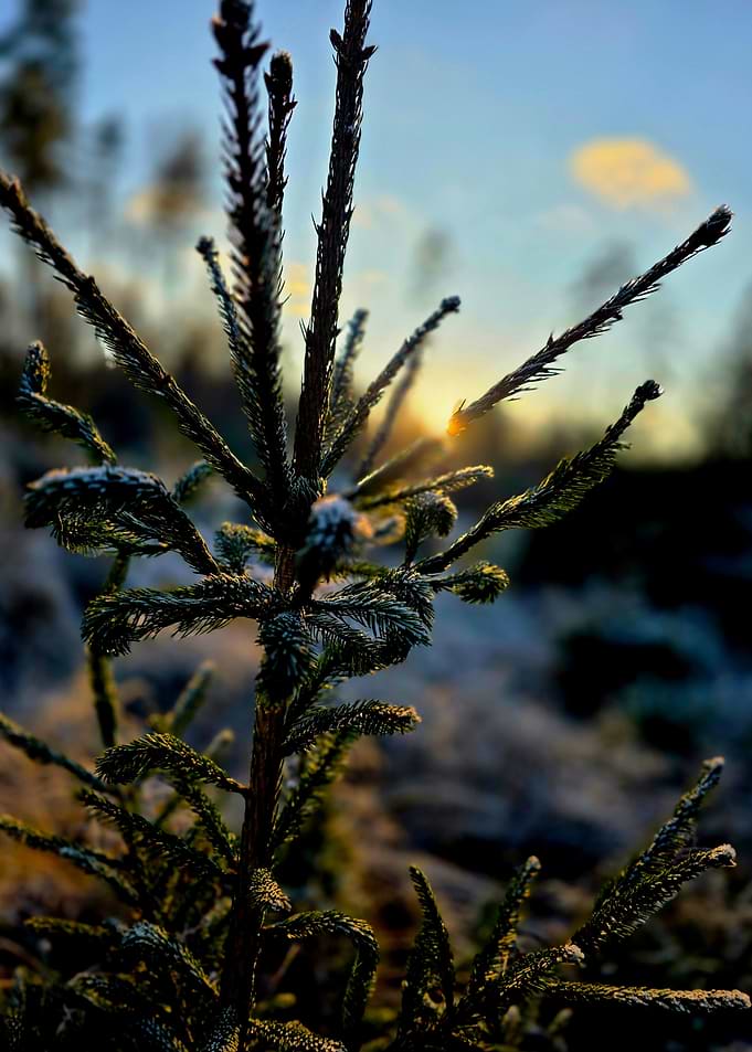Frosty Young Pine at Sunrise