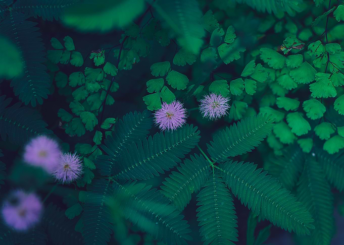 Pink Mimosa Flowers and Green Foliage