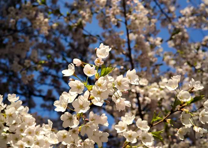 Blooming Cherry Blossom Branches