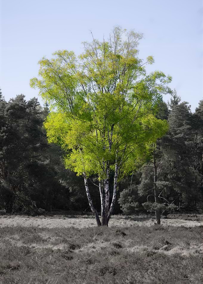Vibrant Green Birch Tree in Monochrome