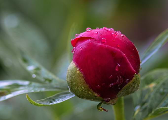 Peony Flower Bud After The Rain