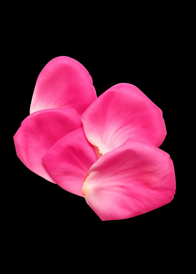 Pink Rose Petals