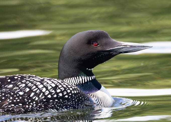 Common Loon