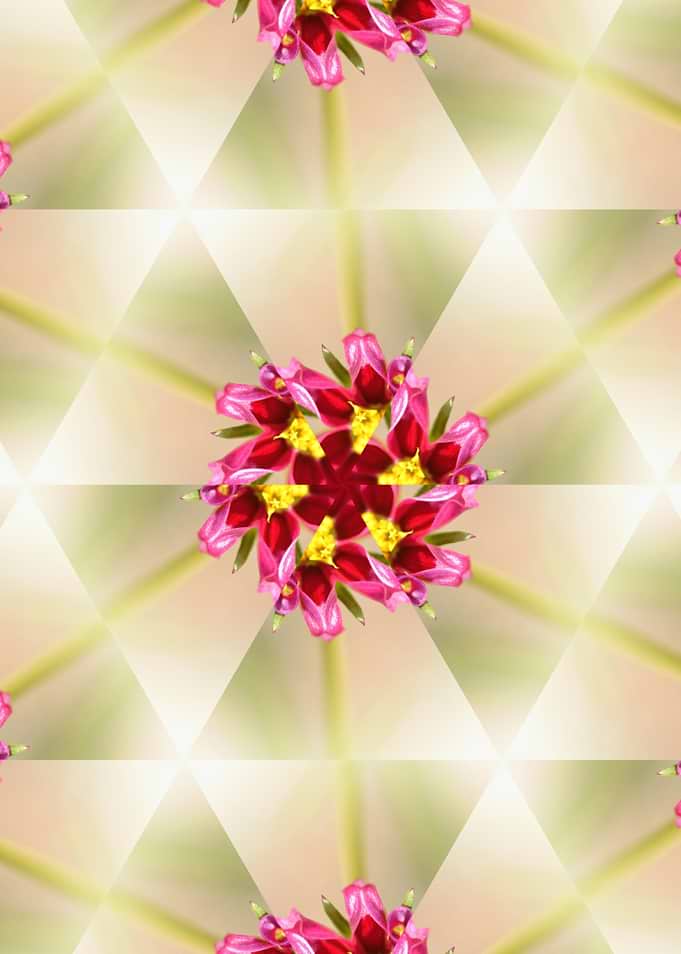 Floral Kaleidoscope – Wild Beauty