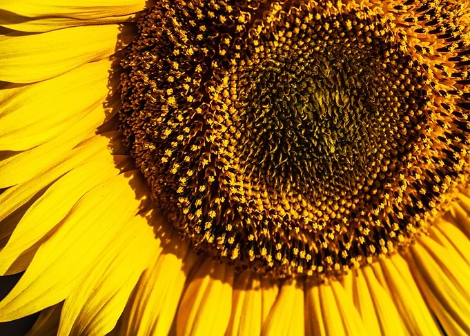 Vibrant Sunflower