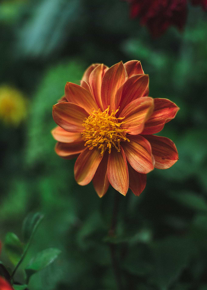 Vibrant Orange Dahlia Flower
