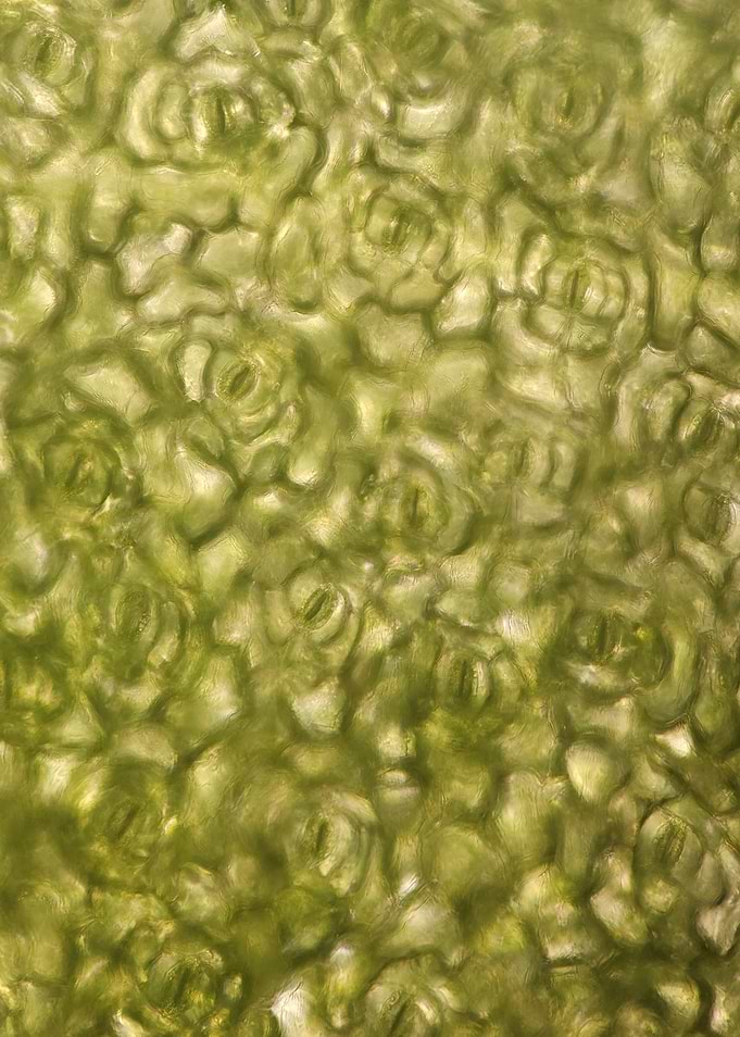 Clover Leaf Stomata – Microscopic Green Landscape