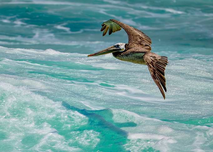 Brown Pelican Gliding Over Ocean Waves