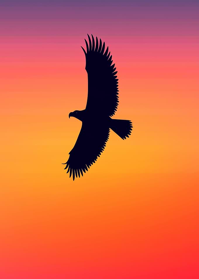 Eagle Silhouette at Sunset