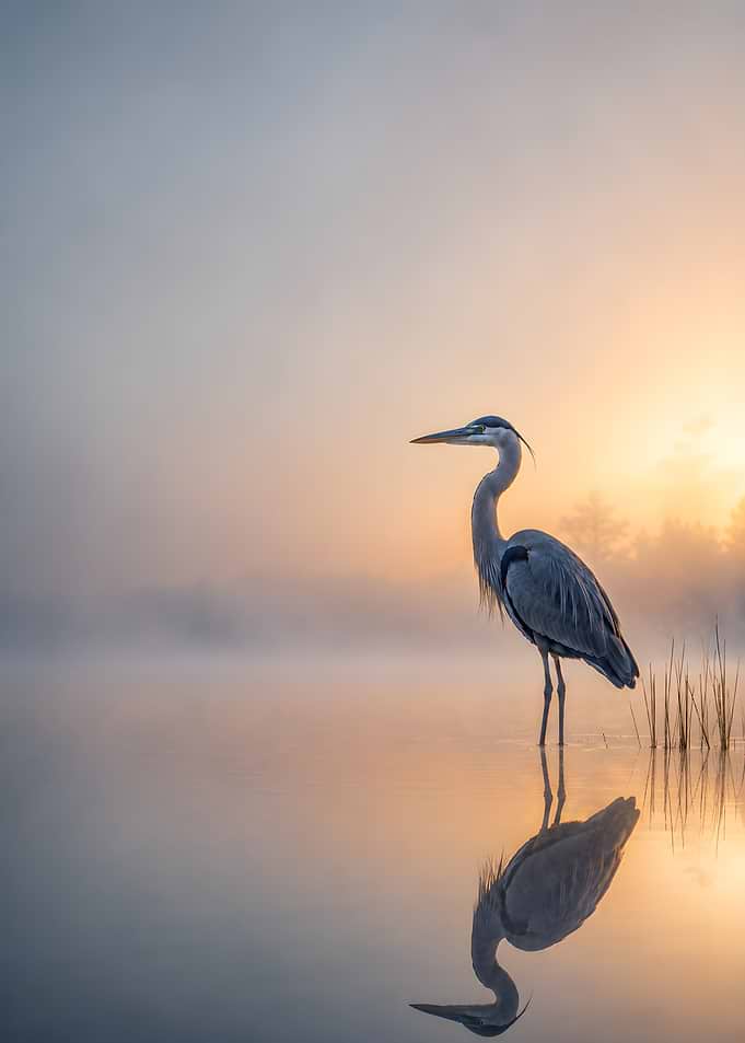 Great Blue Heron at Sunrise