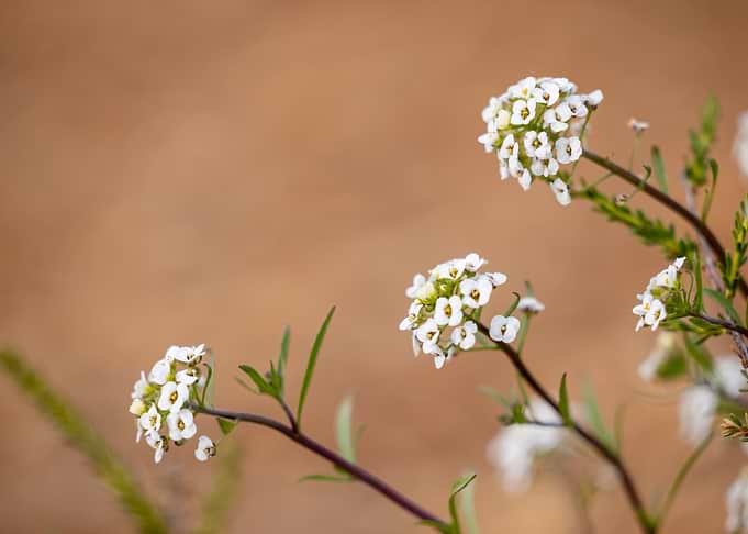 Delicate White Flowers