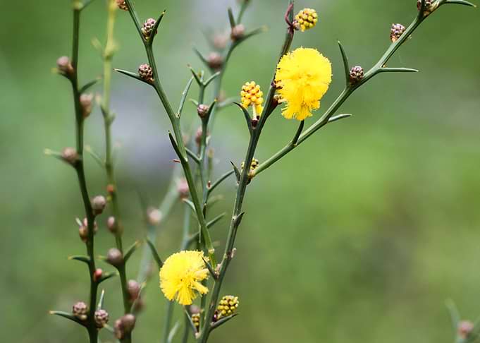 Yellow Acacia Flowers on Thorny Branches