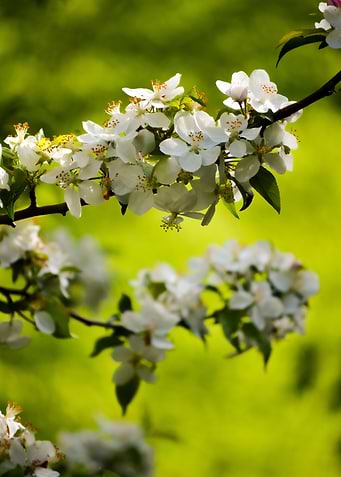 White Apple Blossoms in Spring