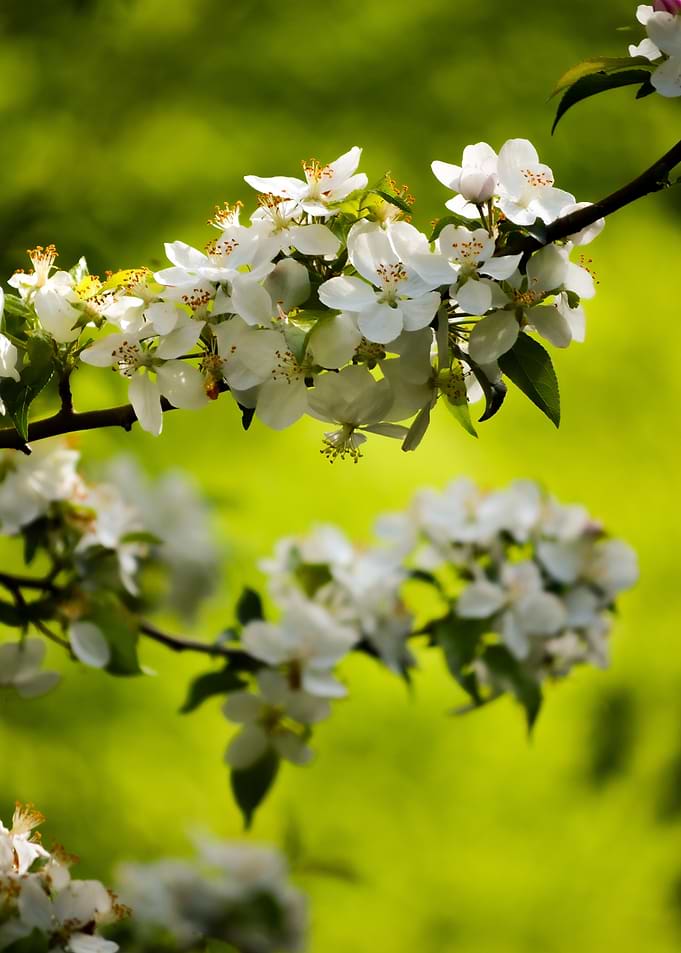 White Apple Blossoms in Spring
