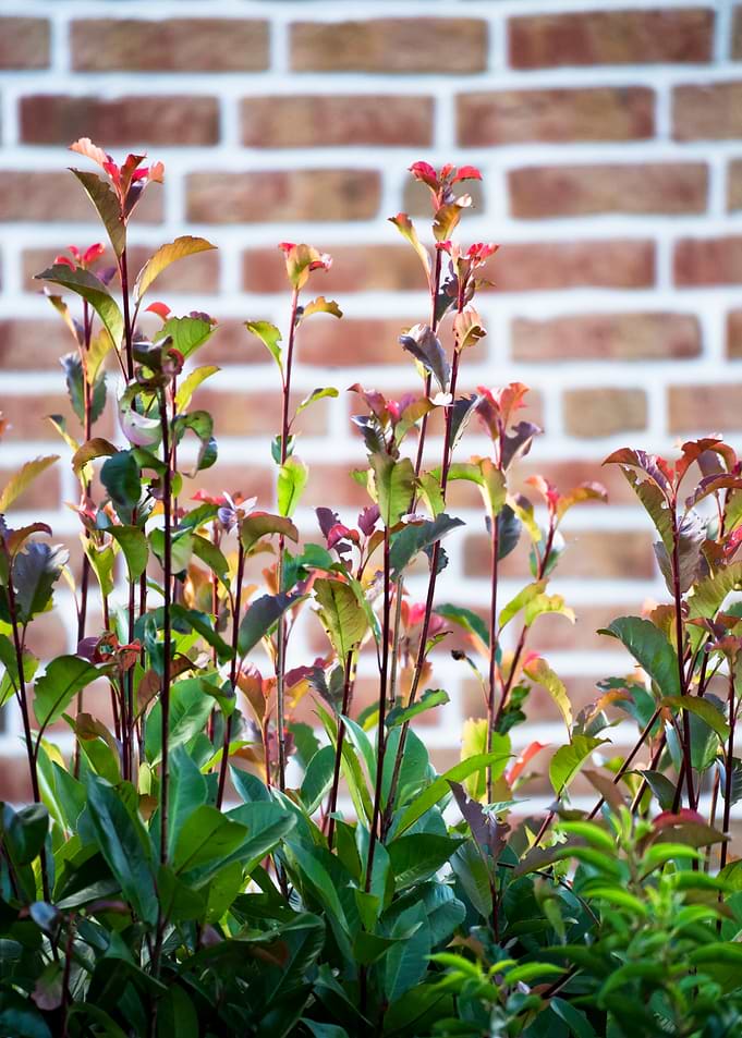 Young Photinia Shoots Against Brick Wall