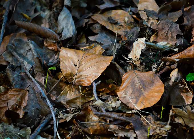 Autumn Leaves on Forest Floor