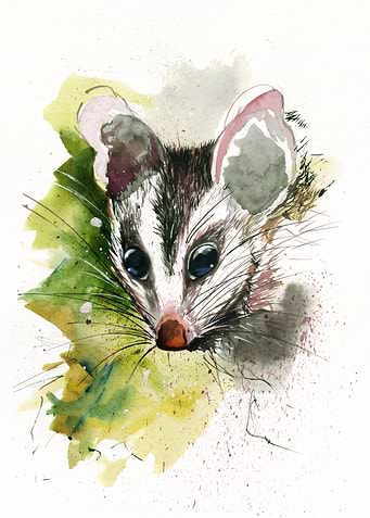 Watercolor Opossum Portrait