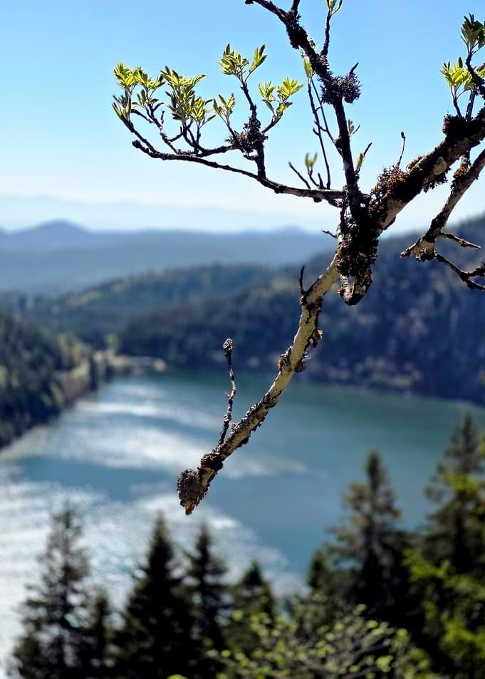 Mountain Lake View Through Tree Branches