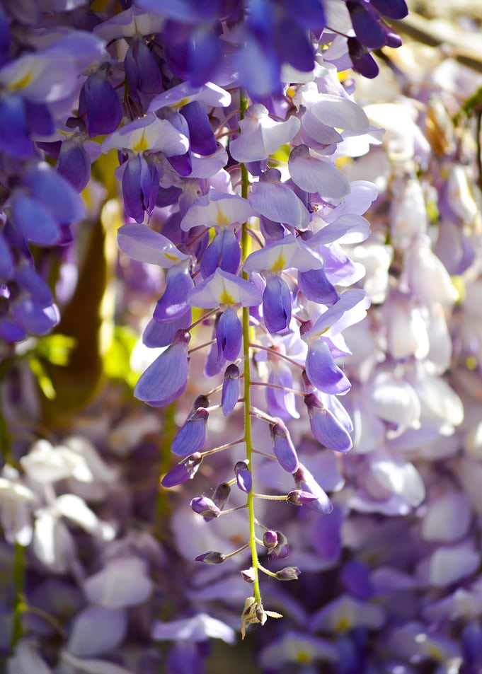 Cascading Purple Wisteria Flowers
