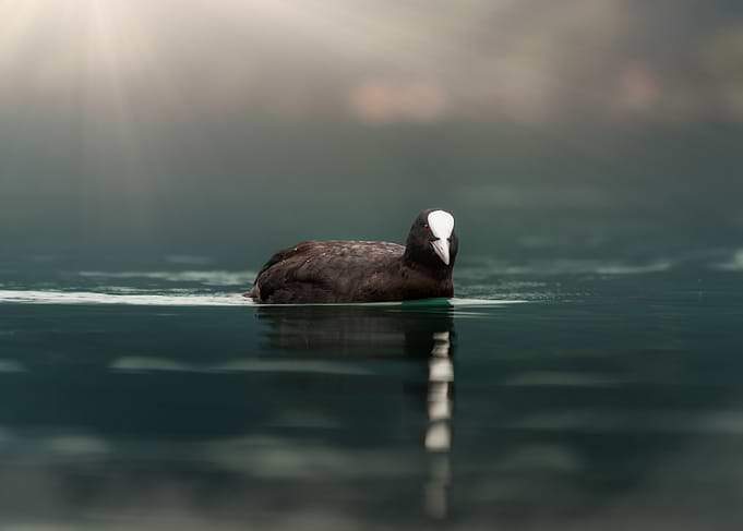 Eurasian Coot Swimming on Austria lake
