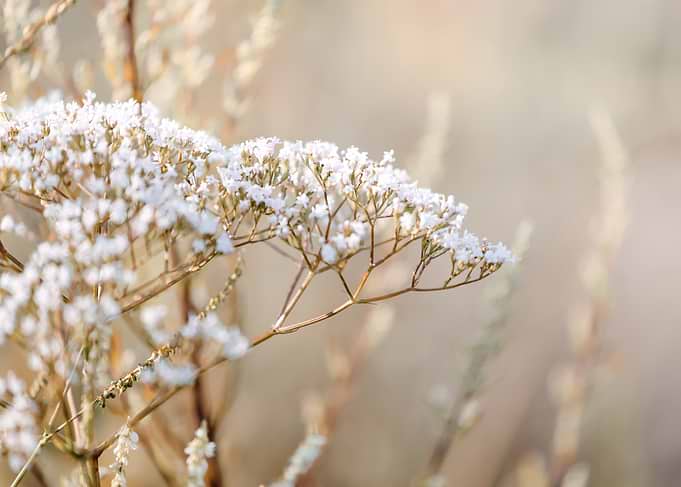 Delicate White Wildflowers in Soft Focus
