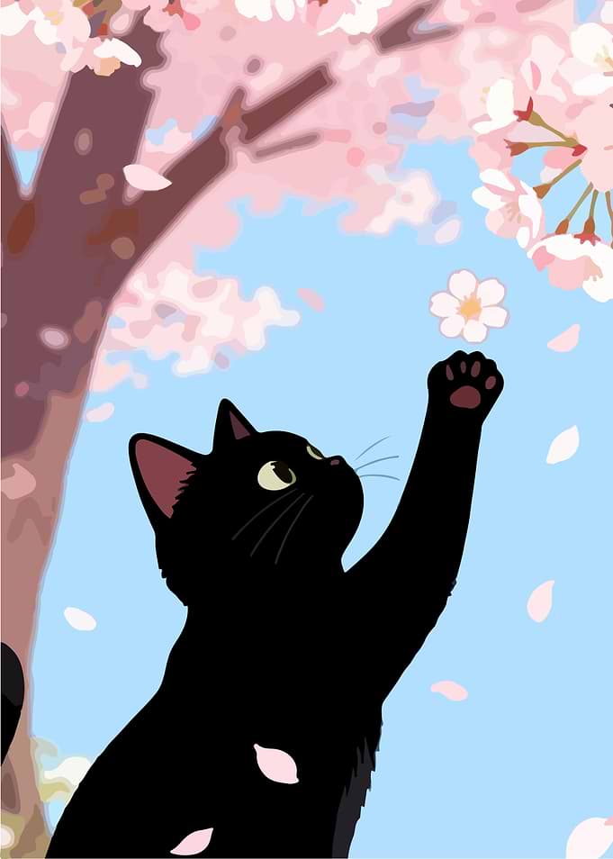 Black Cat Reaching for Cherry Blossoms
