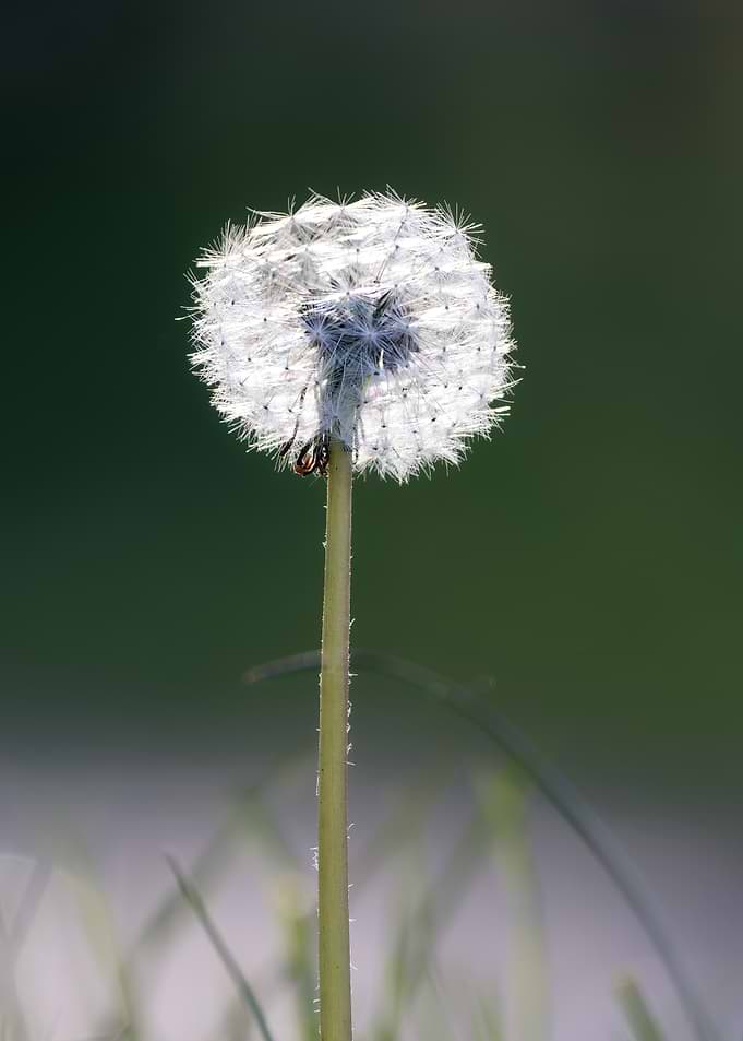 Backlit Dandelion Seed Head