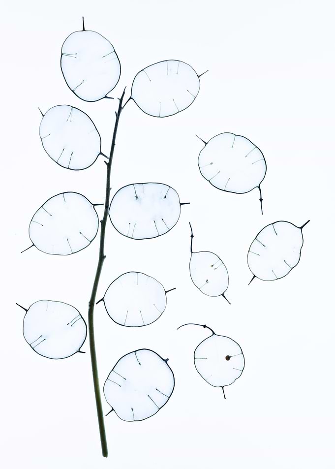 Translucent Lunaria Seed Pods