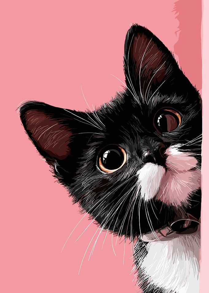 Cute Black and White Kitten Portrait