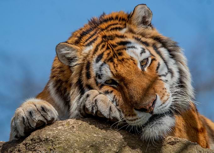 Resting Siberian Tiger Portrait
