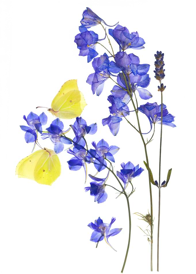 Pressed Blue Flowers and Yellow Butterflies