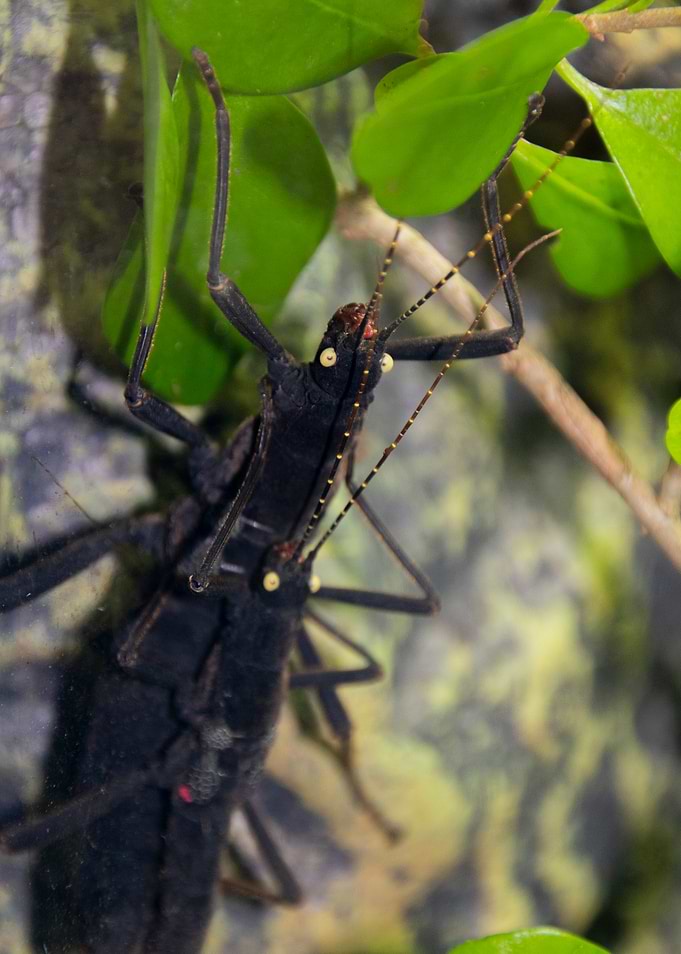 Breeding Black Beauty Stick Insect