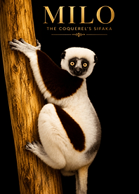 Milo the Coquerel's Sifaka Portrait