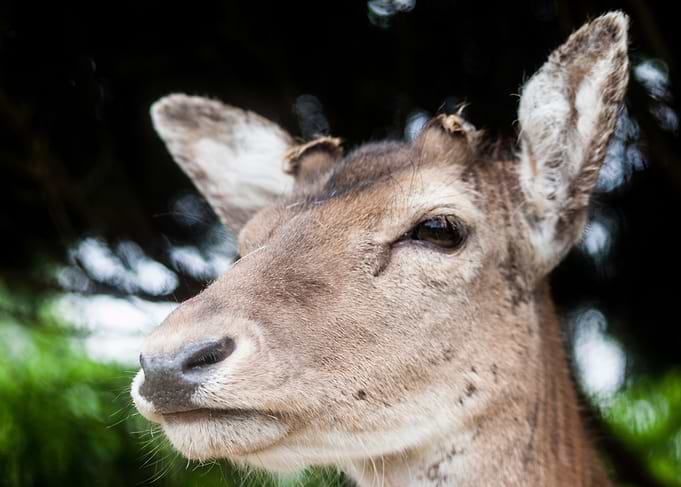 Close-up Portrait of a Fallow Deer