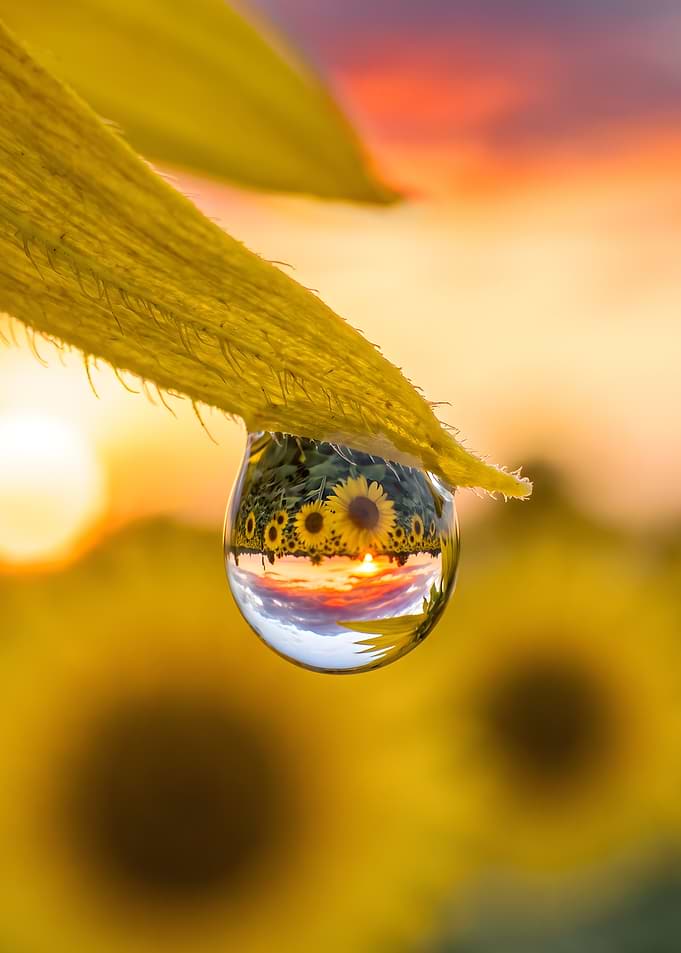 Sunflower Field Reflected in Dewdrop