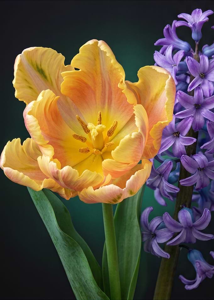 Yellow Tulip and Purple Hyacinth