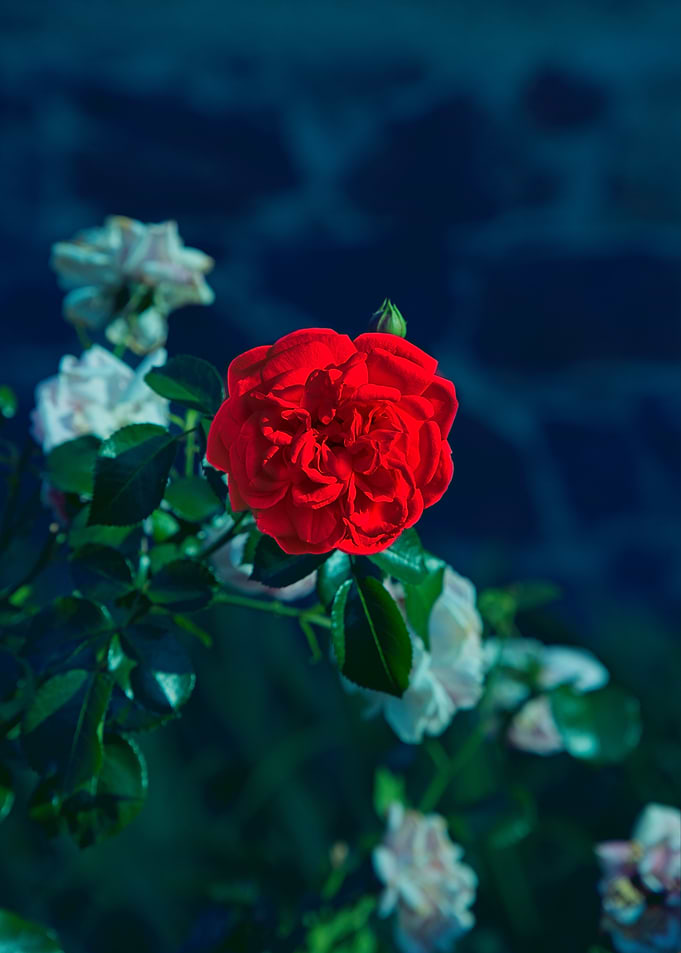 Vibrant Red Rose in Dark Garden