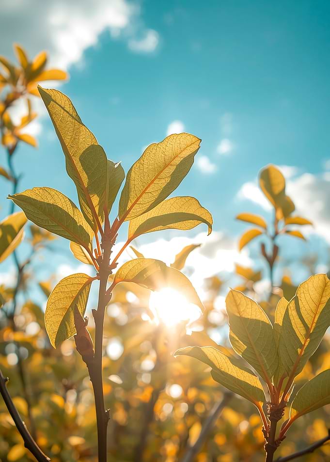 Golden Leaves Against Blue Sky