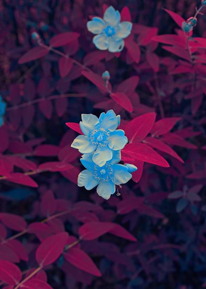 Surreal Neon Blue Flowers
