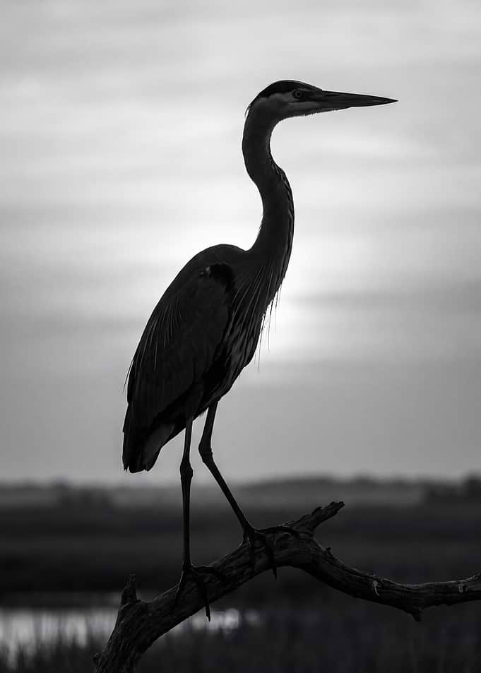 Great Blue Heron Silhouette